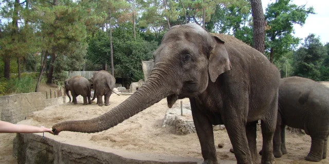 Zoo de la Palmyre - sarahgaudin